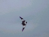 dscf0665.jpg