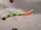 Klicken Sie auf das Bild, um es zu vergr&ouml;&szlig;ern