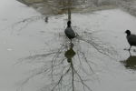 Klicken Sie auf das Bild, um es zu vergr&ouml;&szlig;ern