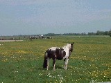 dscf2772.jpg