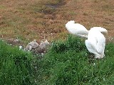 dscf2784.jpg