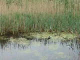dscf2787.jpg