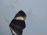 dscf0921.jpg