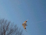 dscf2078.jpg