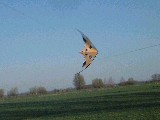 dscf2080.jpg