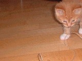 dscf2703.jpg