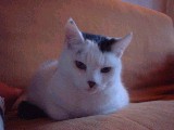 dscf0684.jpg