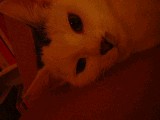dscf0688.jpg
