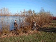 dscf0010.jpg