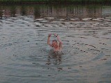 dscf3156.jpg
